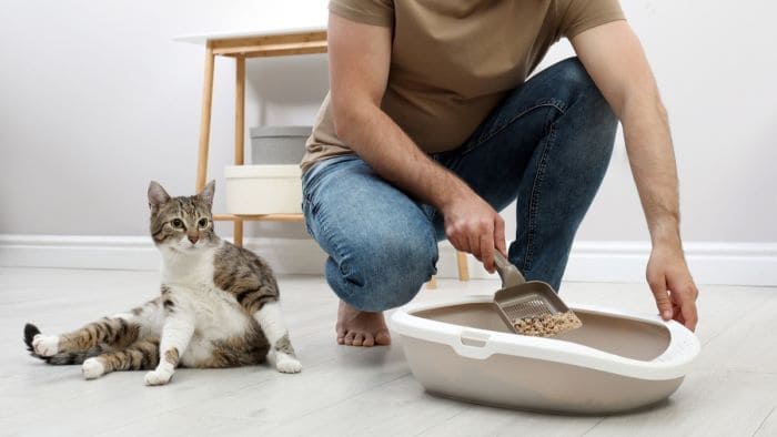 Clean Paper Cat Litter