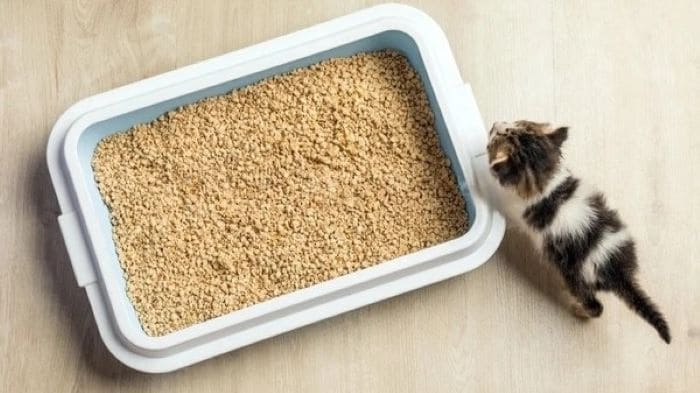 cat rolling around in the litter box