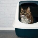 transition cat to covered litter box