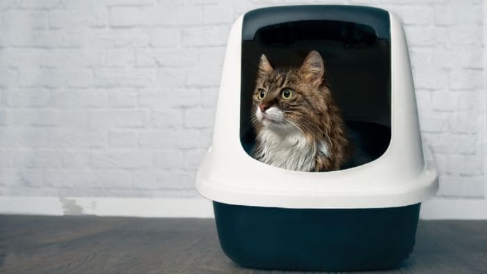 transition cat to covered litter box