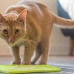 Delicious Lick Mat Recipes for Cats