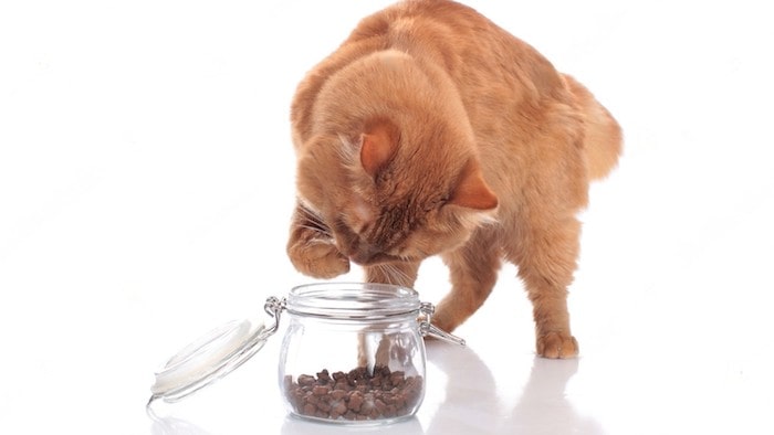 Grain-Free Homemade Cat Treats Recipes
