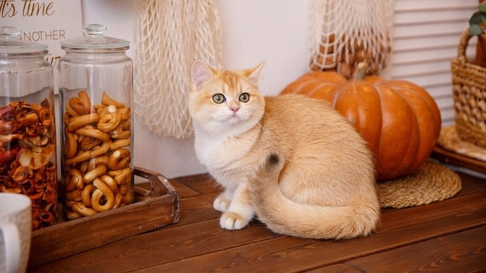 Chicken and Catnip Biscuits