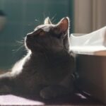 cat pooping outside the litter box