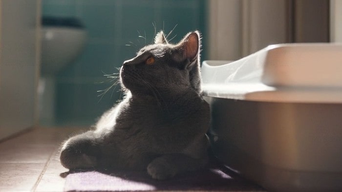 cat pooping outside the litter box