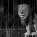 Can Lions Be Domesticated