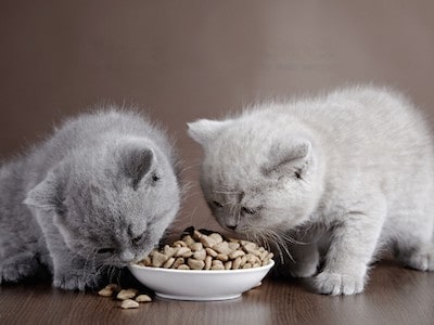 Choline Chloride Benefits for Cats