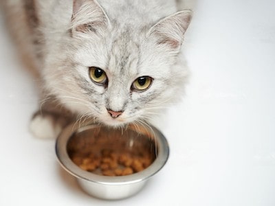 Choline Chloride Deficiency in Cats