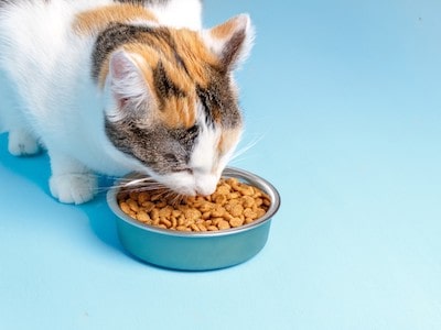 Cat Food Containes Choline Chloride