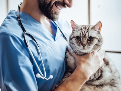 Cat Consulting Vet