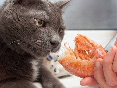 Cat Eating Shrimp Tail