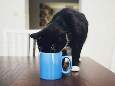 Cat Drinks Coffee