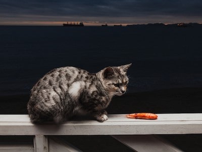 Cat Looking at Shrimp