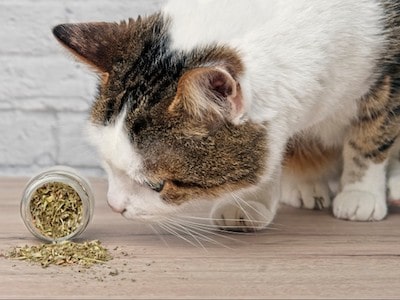 Cat Smells Catnip