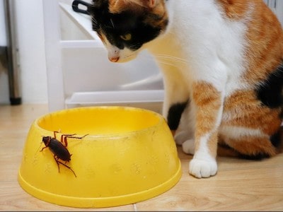 Cat Looking at Cockroaches