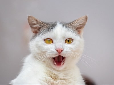 Cat Meow During Sneezing