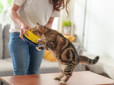 Cat Eats Homemade Food