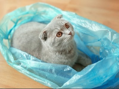 Cat Sitting on Plastic Bag and Staring