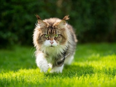 Maintaing Cat Healthy
