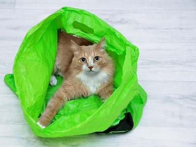 Cat sitting inside plastic bags