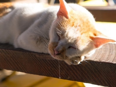 Cat Drooling While Sleeping