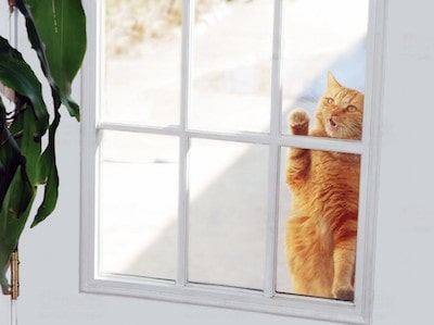 Cat Meow At The Door