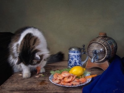 Feeding Shrimps for Cats