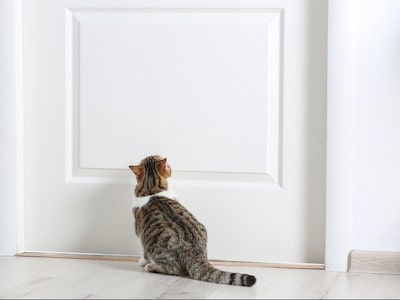 Cat Sitting in Front of Door
