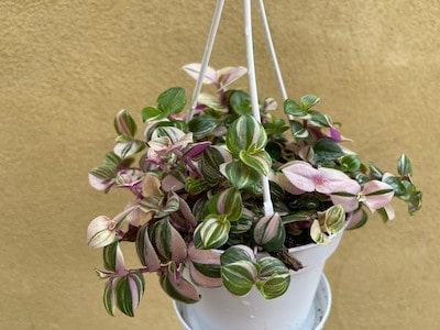 Wandering Jew Plant