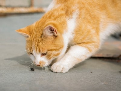 Cat Catching a Bug