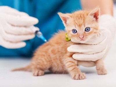 URI treatment for cats
