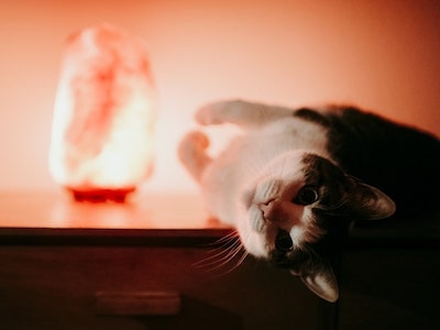 Salt Lamp Toxic for Cats