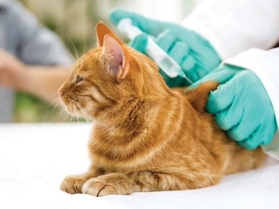Preventing URI in cats