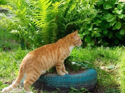 CAT EATS OR TOUCHES A TOXIC FERN