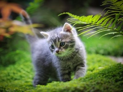 Fake fern harmful to cats