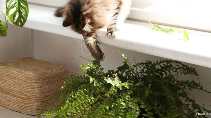 Fern is toxic for cats