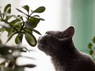 Fern poisoning in cats