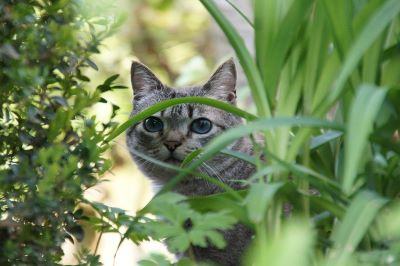 Prevent cats from touching fern