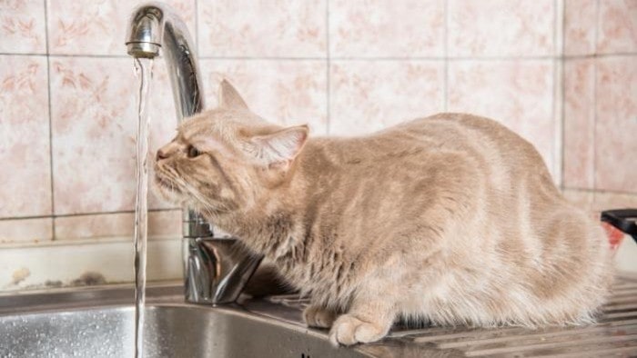 Cat Drinking Water