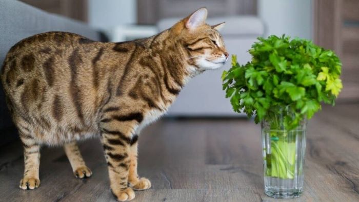 can cats eat cilantro?