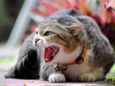 cat screaming