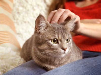 preventing a cat from hissing