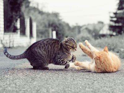 trust and affection in cats