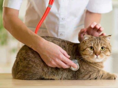 cat with a medical condition