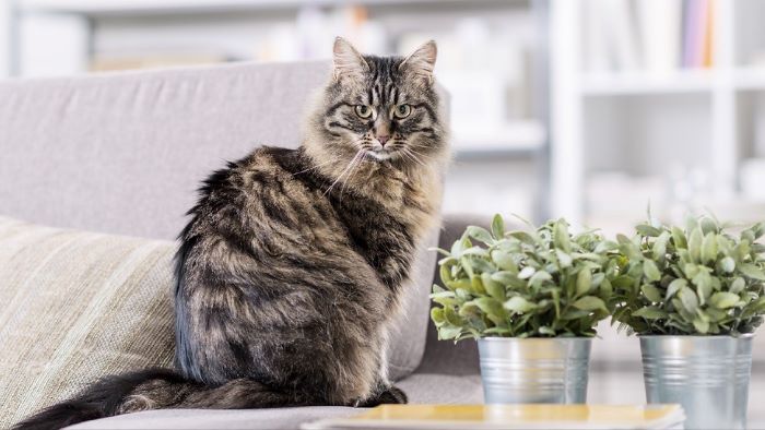 are shamrocks poisonous to cats?