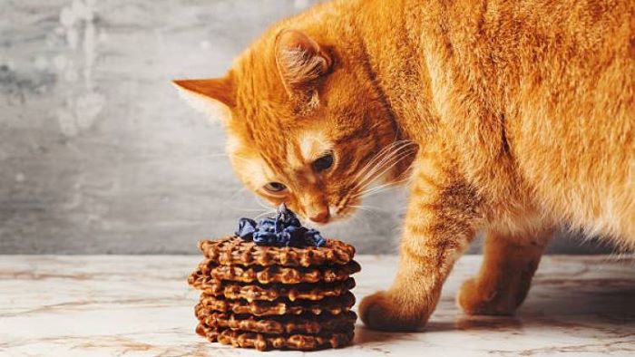 can cats eat waffles?