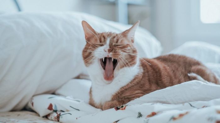 why do cats scream