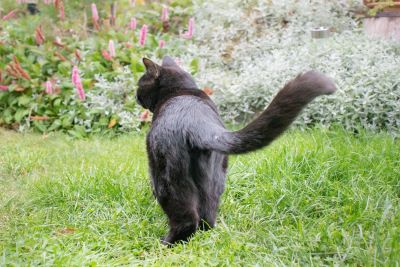 cat showing her butt