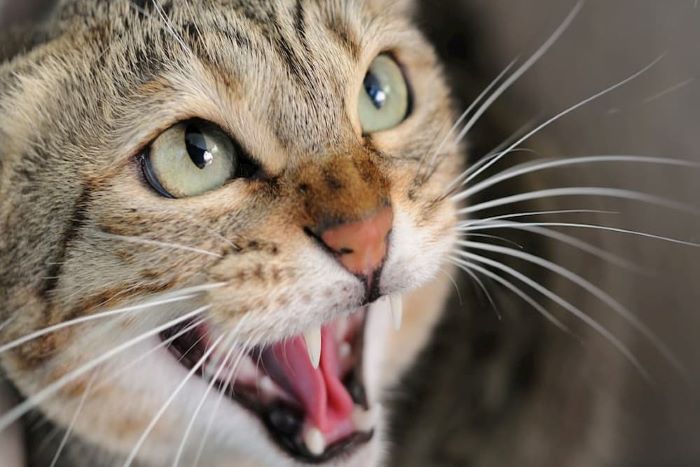 why do cats hiss?