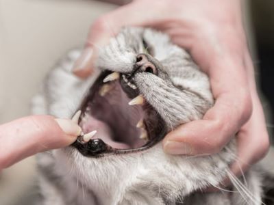 dental problems in cats